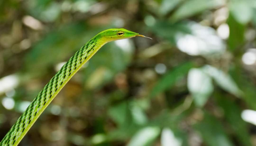 Sinharaja Forest Gate デニヤヤ エクステリア 写真