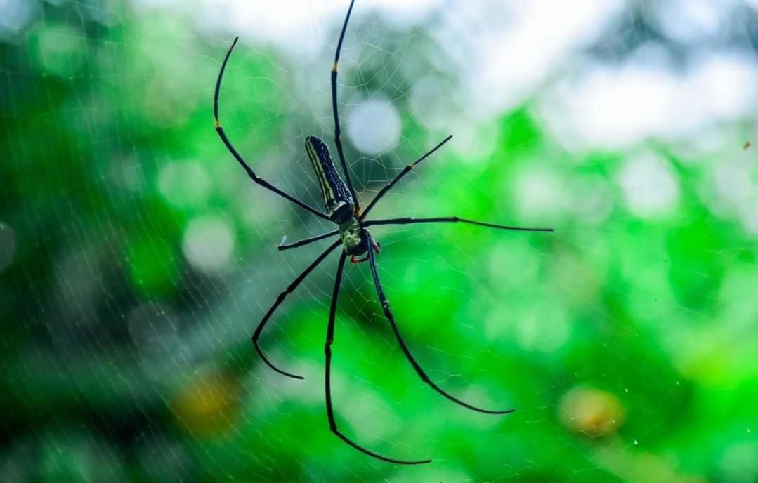 Sinharaja Forest Gate デニヤヤ エクステリア 写真