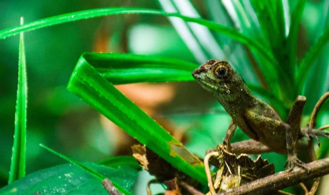 Sinharaja Forest Gate デニヤヤ エクステリア 写真