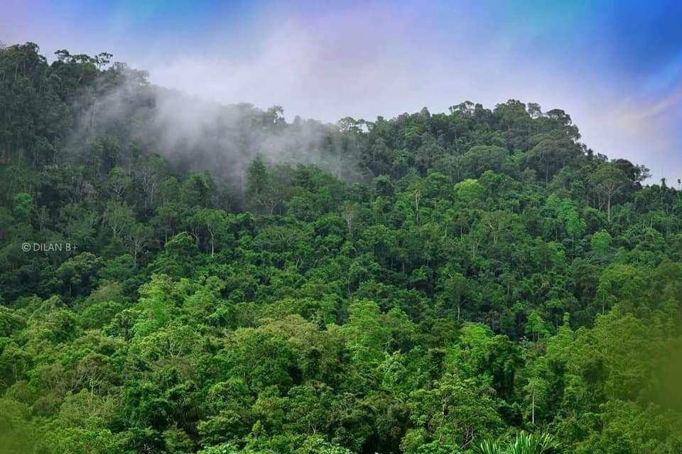 Sinharaja Forest Gate デニヤヤ エクステリア 写真