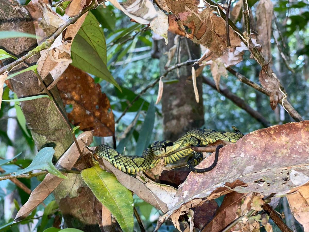 Sinharaja Forest Gate デニヤヤ エクステリア 写真