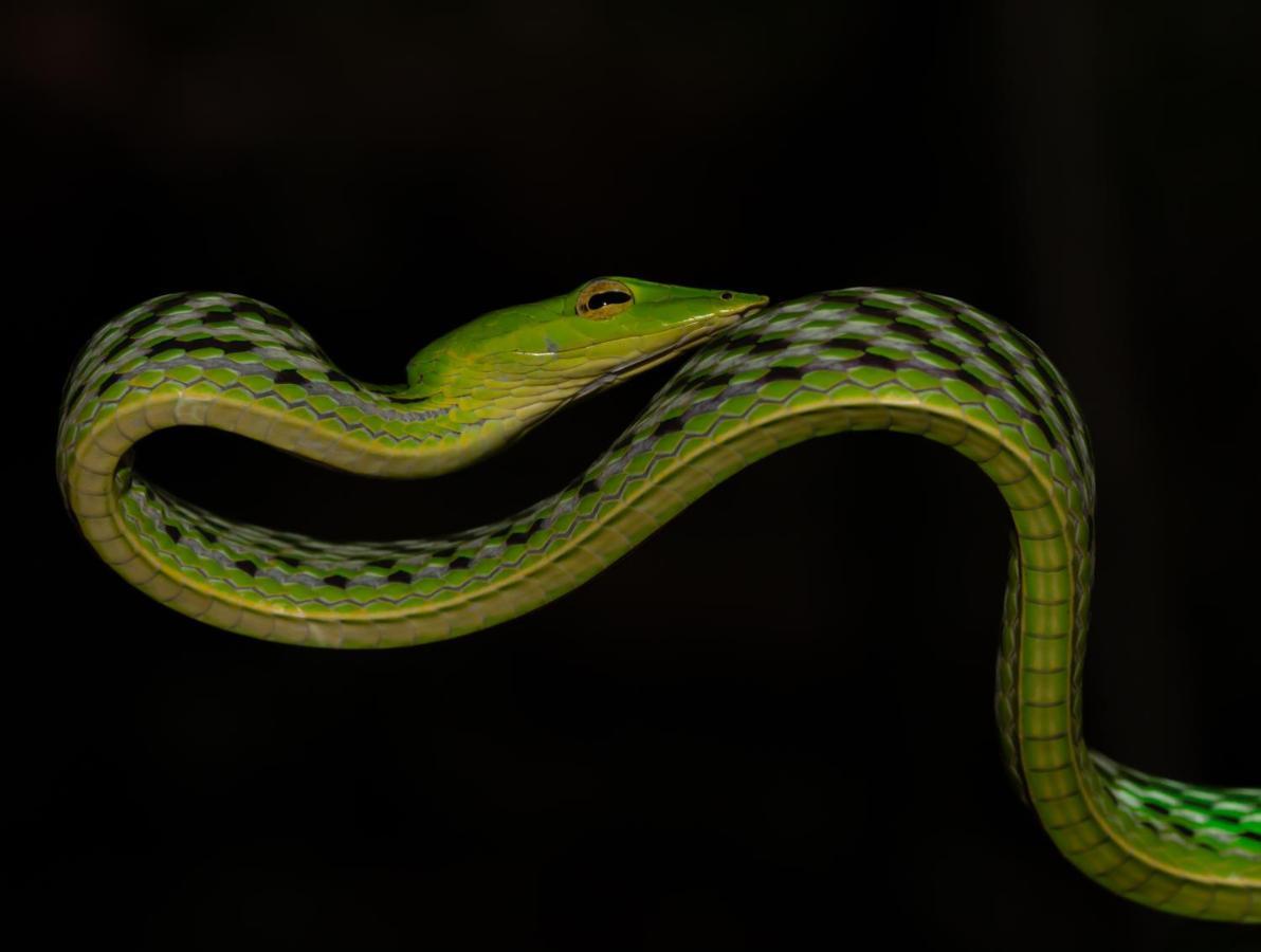 Sinharaja Forest Gate デニヤヤ エクステリア 写真
