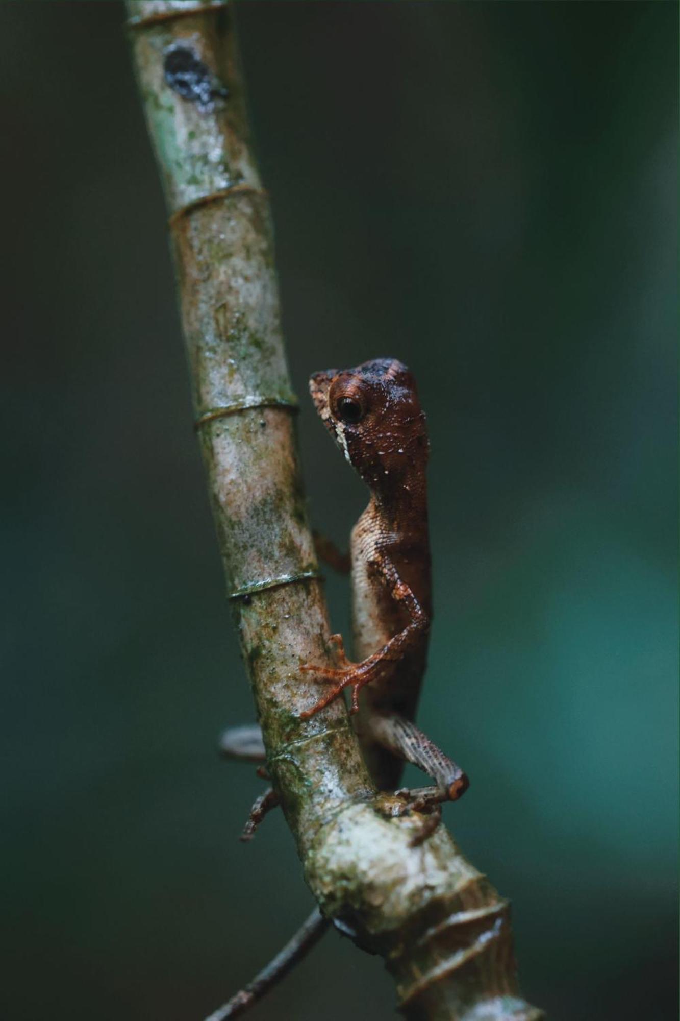 Sinharaja Forest Gate デニヤヤ エクステリア 写真